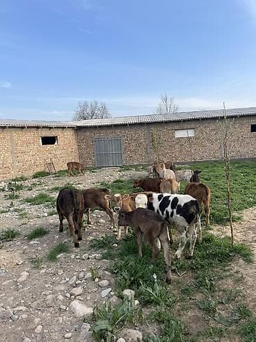 телята: Продаю | Музоо, торпок | Швицкая, Монбельярд | На откорм — 1