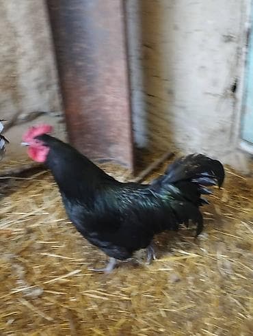 короз гул: Сатам | Короздор | Көбөйтүү үчүн — 9