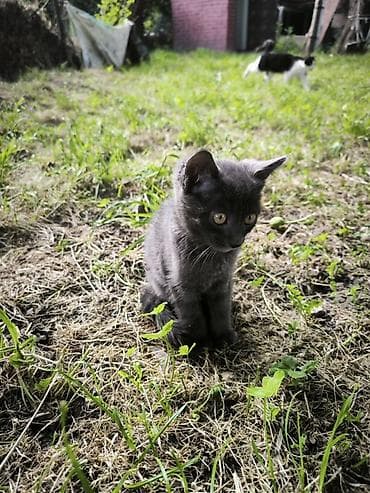 Кошки: Котик Семён ищет доброго хозяина Котенку 2,5 месяца, зовут Семён. От — 4