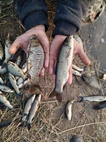 рыба купить: Свежий — 5