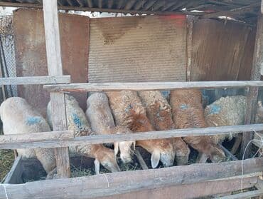 Грызуны: Продаю | Овца (самка) | Для разведения | Ярка — 5