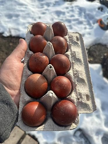 куры в карабалте: Продаю | Цыплята | Для разведения — 5