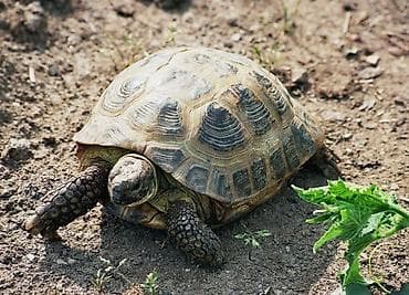 di store: Среднеазиатская (степная) сухопутная черепаха Testudo horsfieldii — 1