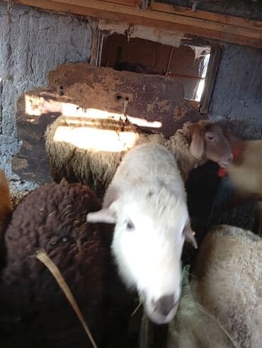 сколько стоит порода собаки доберман: Продаю | Овца (самка), Баран (самец) | Полукровка, Эдильбаевская | На забой | Осеменитель, Матка — 12