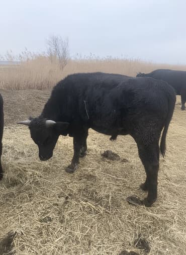 купить корову швицкой породы: Продаю | Бык (самец) | На откорм — 1