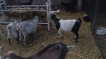 собаки рынок в бишкеке цены: Продаю | Коза (самка), Козёл (самец), Козлёнок | Полукровка, Зааненская | На забой, Для разведения, Для молока | Племенные — 7
