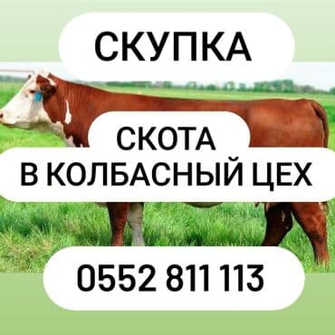 домик для щенка: Куплю | Бараны, овцы, Коровы, быки, Лошади, кони | Любое состояние, Забитый, Круглосуточно — 1