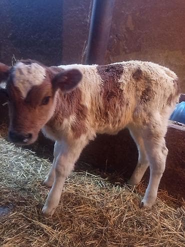 телята бычки: Продаю | Тёлка | На откорм | Искусственник — 6