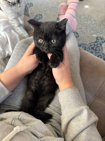 Грызуны: Британская короткошёрстная, 2 месяца, Девочка, Черный — 1