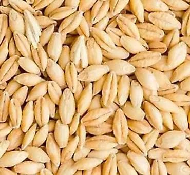 малина цена за 1 кг: Ячмень (зерно) – продовольственный/кормовой Описание: - Крупное — 1