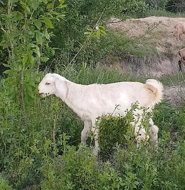 Продаю козлика Теке улак сатылат . Отец 100% англо- нуб