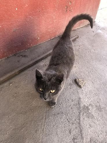 Мышык кууту: Мышык бекер берилет: Породасыз, Ургаачы — 1