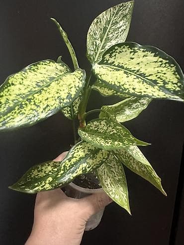 мишка с пледом: Комнатные растения — коллекционные лианы 1) Потос (Epipremnum aureum) — 4