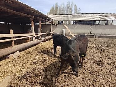 d cat: Продаю | Корова (самка), Тёлка | На откорм — 4