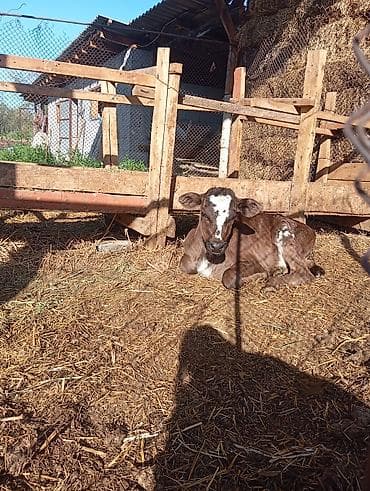 манеж для котят: Продаю | Тёлка | Для молока | Искусственник — 1