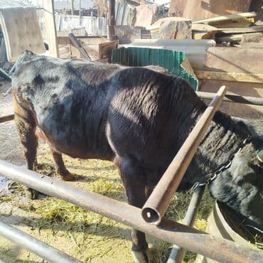 Продаю | Бык (самец) | На откорм | Привязанные at lalafo.kg Продаю | Бык (самец) | На откорм | Привязанные