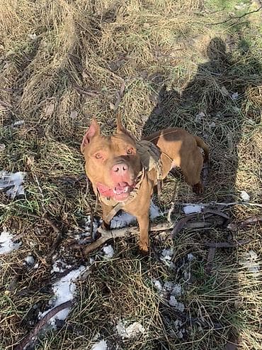 подарки для мальчиков: Питбуль, 1 год, Самец, С прививкой — 5