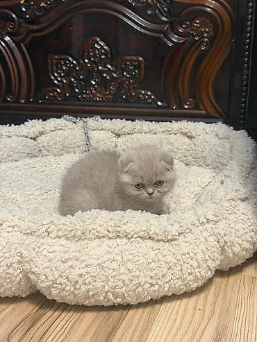 продажа кормов для сельскохозяйственных животных: Шотландский вислоухий котёнок (Scottish Fold), окрас голубой (blue) — 3