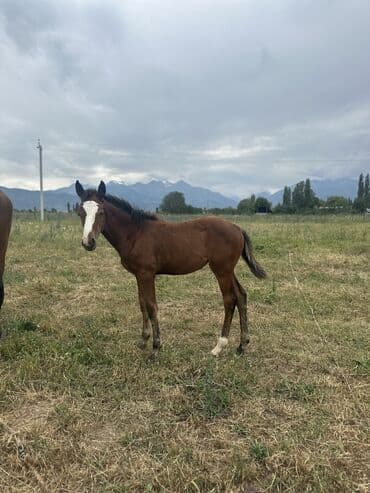 собака доберман сколько стоит: Продаю | Жеребенок | Английская | Конный спорт | Племенные — 5