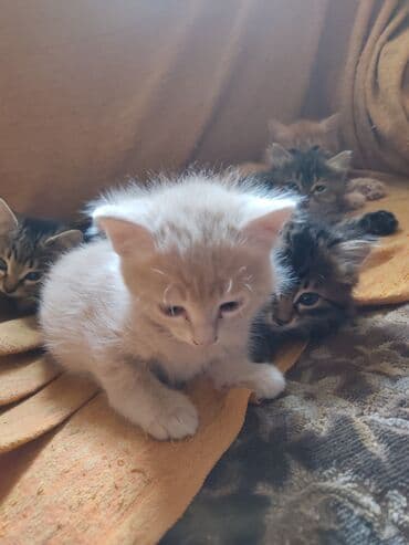 новорожденные котята: Котята домашние, пушистые, разного окраса: - дымчато-серые тигровые с — 4