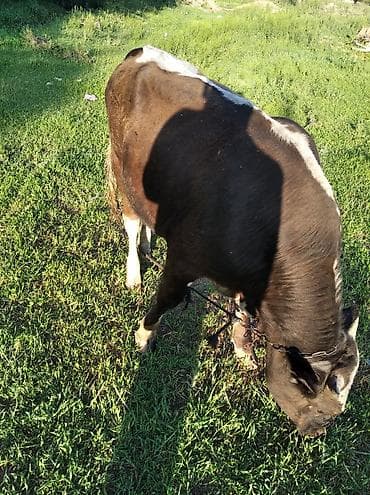 цена вислоухой кошки: Продаю | Бык (самец) | Полукровка | На откорм — 2