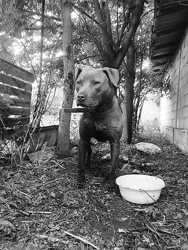 Собака среднего размера, короткошёрстная, мускулистого телосложения