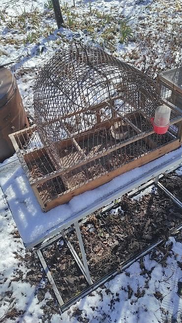 груминг кошек бишкек: Зоотовары — 3