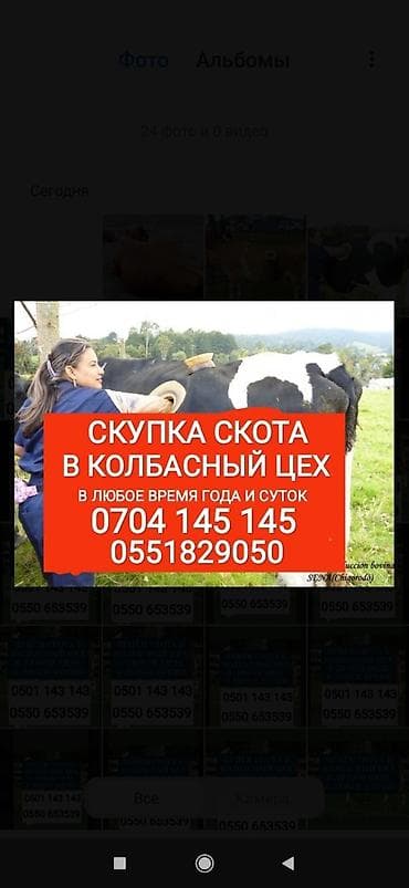 Частное лицо, Колбасный цех : Коровы, быки, Лошади, кони, Другие с/х животные, | Круглосуточно, Любое состояние, Забитый at lalafo.kg Частное лицо, Колбасный цех : Коровы, быки, Лошади, кони, Другие с/х животные, | Круглосуточно, Любое состояние, Забитый