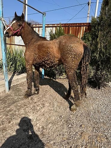 жылкы жаныбар: Сатам | Жылкы (эркек) | Союуга | Асыл тукумдуу — 1