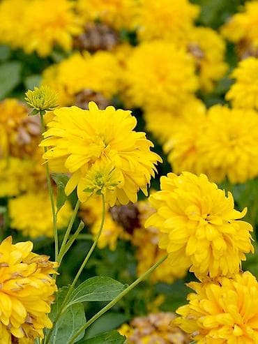 Традесканция Виргинская(доброе утро) -150 (куст) аквилегия(водосбор)-