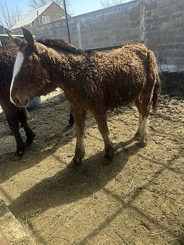 грумер бишкек цена: Сатам | Тай | Аргын | Көбөйтүү үчүн | Асыл тукумдуу — 2