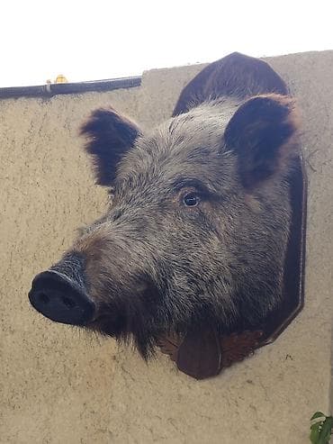 active dry: Настенная трофейная голова кабана на декоративной деревянной — 1