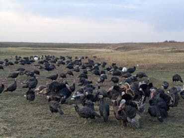 домик для кур: Продаю | Индюшка (самка), Индюшата | Черный принц, Северокавказская | На забой, Для разведения | Племенные — 8