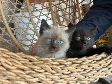 новорожденные котята: Котята,родились 16 сентября. 3мальчика 1девочка, шоколадные. Отдам в — 5