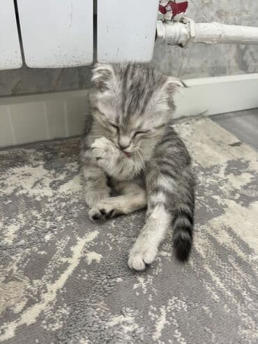 шотландская котята: Британская короткошёрстная, 2 месяца, Девочка, Серебристая шиншилла, Приучена к лотку — 7