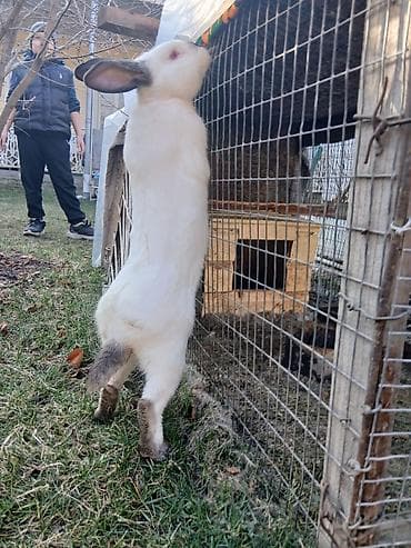 кролики мясо: Продаю | Кролик самец | Калифорнийская | Для разведения — 2