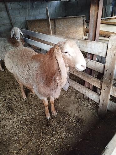 Животные: Продаю | Баран (самец) | Для разведения — 8