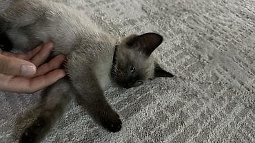 сиамский котёнок: Сиамская, 4 месяца, Мальчик — 1