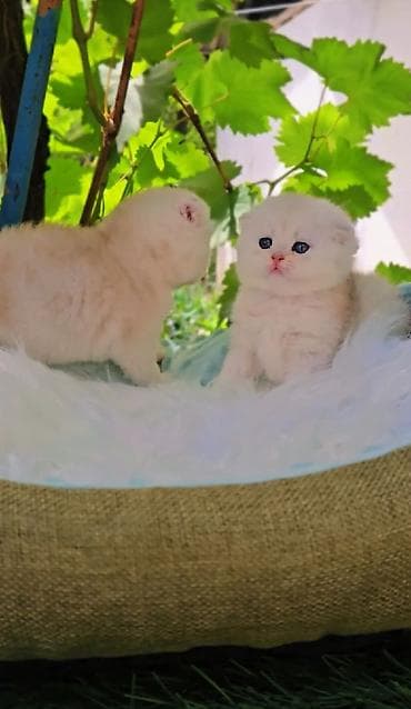 рэгдолл кошка: Шотландские котята. Scottish fold окрас серебристая шиншилла — 7