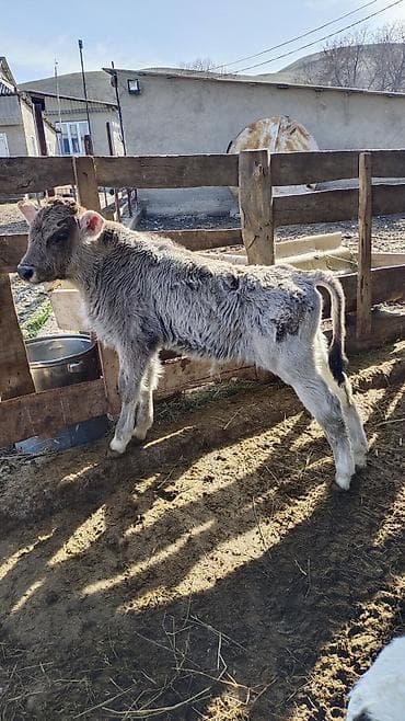 сколько стоит арабская лошадь: Продаю | Корова (самка) | Для разведения | Привязанные — 9