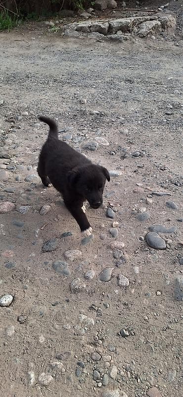 бык парода бельгийский: Собака даром: 2 месяца, Самка — 2