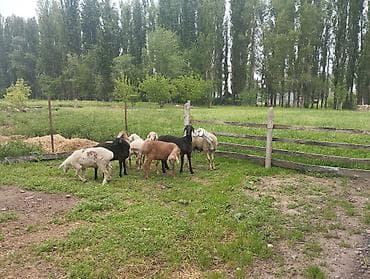 баран дулан: Продаю | Овца (самка) | Полукровка | Для разведения | Ярка — 5