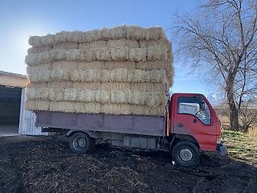 купить зерно: Салома с доставкой любой количества — 1