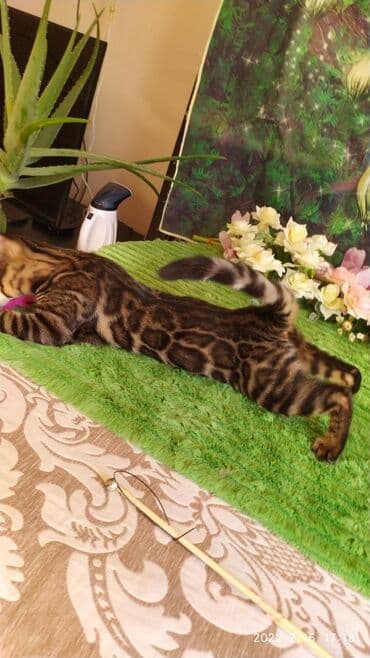 новорожденные котята: Красивейшие бенгальские котята. большие четкие розетки .контрастный — 9