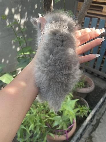 Отдам даром кошку: 1 месяц, Мальчик — 4