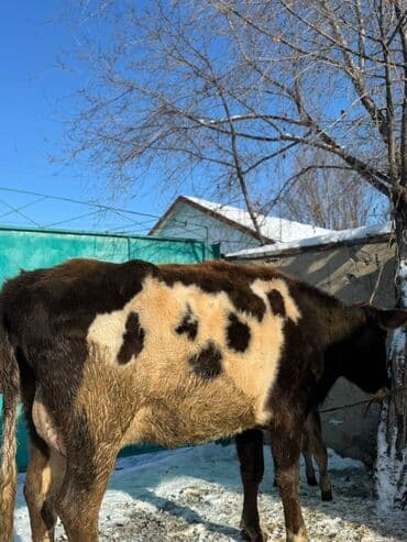 жожо сатам: Сатам | Уй (ургаачы), Музоо | Симментал | Сүт алуу үчүн | Асыл тукумдуу — 7