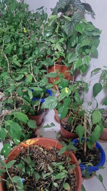 цветка диффенбахию: Рассада цветка: Гибискусы садовые, Самовывоз — 2