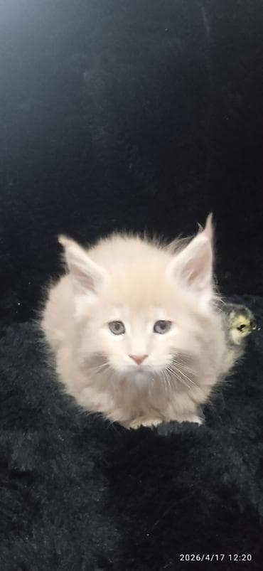 кукуруз продаю: Мейн-кун, 1 месяц, Мальчик, Приучена к лотку — 3