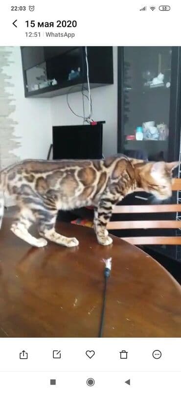 купить породистых котят: Красивейшие бенгальские котята .вырастают вот такими красавцами очень — 3