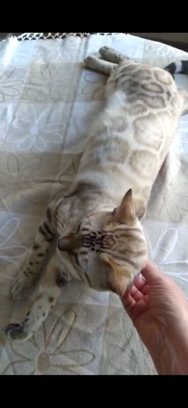 английский бульдог бишкек: Бенгальская, 2 года, Мальчик, Белый, Кастрирована, Проглистована, С документами — 6